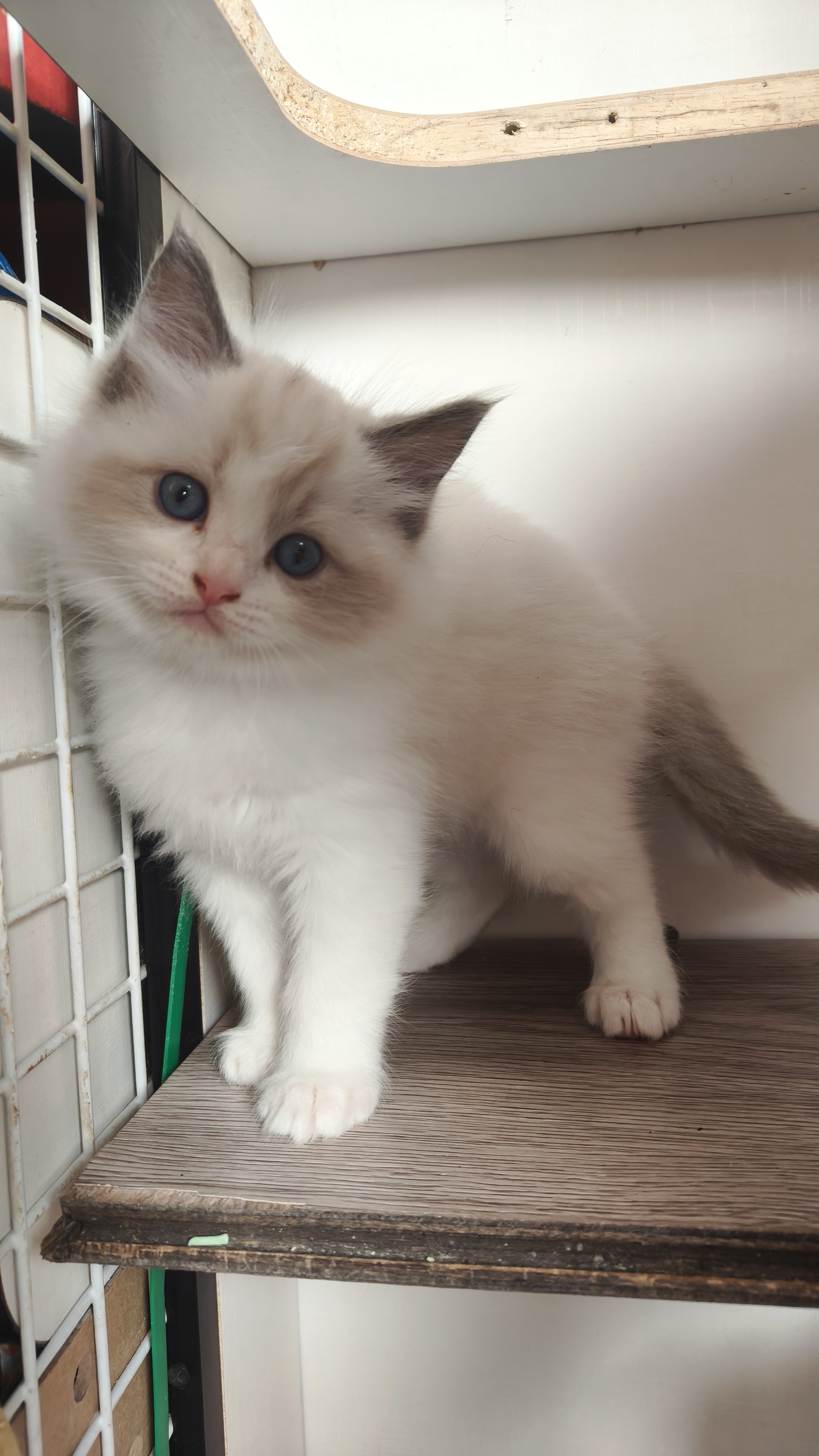 布偶弟弟，一个多月，已经会吃猫粮会用猫砂，喜欢的来，诚心出